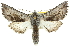  ( - 10ANIC-11432)  @15 [ ] CreativeCommons - Attribution (2010) CBG Photography Group Centre for Biodiversity Genomics