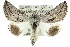  ( - 10ANIC-11433)  @15 [ ] CreativeCommons - Attribution (2010) CBG Photography Group Centre for Biodiversity Genomics
