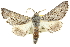  (Dinophalus lechriomita - 10ANIC-11435)  @15 [ ] CreativeCommons - Attribution (2010) CBG Photography Group Centre for Biodiversity Genomics