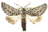  ( - 10ANIC-11436)  @15 [ ] CreativeCommons - Attribution (2010) CBG Photography Group Centre for Biodiversity Genomics