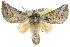  ( - 10ANIC-11437)  @15 [ ] CreativeCommons - Attribution (2010) CBG Photography Group Centre for Biodiversity Genomics