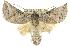  ( - 10ANIC-11439)  @15 [ ] CreativeCommons - Attribution (2010) CBG Photography Group Centre for Biodiversity Genomics