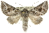  (Dinophalus sp. ANIC15 - 10ANIC-11440)  @15 [ ] CreativeCommons - Attribution (2010) CBG Photography Group Centre for Biodiversity Genomics