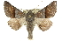  (Dinophalus atmoscia - 10ANIC-11441)  @15 [ ] CreativeCommons - Attribution (2010) CBG Photography Group Centre for Biodiversity Genomics