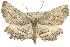  ( - 10ANIC-11445)  @14 [ ] CreativeCommons - Attribution (2010) CBG Photography Group Centre for Biodiversity Genomics