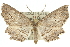  ( - 10ANIC-11446)  @15 [ ] CreativeCommons - Attribution (2010) CBG Photography Group Centre for Biodiversity Genomics