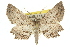  (Enchocrana - 10ANIC-11447)  @15 [ ] CreativeCommons - Attribution (2010) CBG Photography Group Centre for Biodiversity Genomics