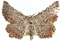  ( - 10ANIC-11448)  @14 [ ] CreativeCommons - Attribution (2010) CBG Photography Group Centre for Biodiversity Genomics