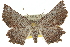  ( - 10ANIC-11450)  @15 [ ] CreativeCommons - Attribution (2010) CBG Photography Group Centre for Biodiversity Genomics