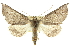  ( - 10ANIC-11451)  @15 [ ] CreativeCommons - Attribution (2010) CBG Photography Group Centre for Biodiversity Genomics