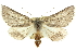  (Omoplatica holopolia - 10ANIC-11452)  @15 [ ] CreativeCommons - Attribution (2010) CBG Photography Group Centre for Biodiversity Genomics