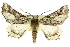  ( - 10ANIC-11454)  @15 [ ] CreativeCommons - Attribution (2010) CBG Photography Group Centre for Biodiversity Genomics