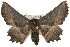  ( - 10ANIC-11456)  @15 [ ] CreativeCommons - Attribution (2010) CBG Photography Group Centre for Biodiversity Genomics