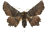 ( - 10ANIC-11457)  @14 [ ] CreativeCommons - Attribution (2010) CBG Photography Group Centre for Biodiversity Genomics