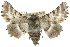  (Hypographa sp. ANIC1 - 10ANIC-11470)  @16 [ ] CreativeCommons - Attribution (2010) CBG Photography Group Centre for Biodiversity Genomics