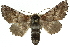  (Hypographa aristarcha - 10ANIC-11482)  @15 [ ] CreativeCommons - Attribution (2010) CBG Photography Group Centre for Biodiversity Genomics