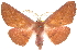  (Monoctenia falernaria - 10ANIC-11493)  @15 [ ] CreativeCommons - Attribution (2010) CBG Photography Group Centre for Biodiversity Genomics
