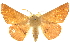  (Monoctenia - 10ANIC-11496)  @15 [ ] CreativeCommons - Attribution (2010) CBG Photography Group Centre for Biodiversity Genomics