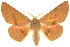  (Monoctenia sp. ANIC1 - 10ANIC-11497)  @15 [ ] CreativeCommons - Attribution (2010) CBG Photography Group Centre for Biodiversity Genomics