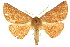  (Phallaria - 10ANIC-11501)  @15 [ ] CreativeCommons - Attribution (2010) CBG Photography Group Centre for Biodiversity Genomics