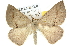  ( - 10ANIC-11503)  @11 [ ] CreativeCommons - Attribution (2010) CBG Photography Group Centre for Biodiversity Genomics