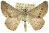 ( - 10ANIC-11508)  @15 [ ] CreativeCommons - Attribution (2010) CBG Photography Group Centre for Biodiversity Genomics