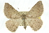  ( - 10ANIC-11511)  @15 [ ] CreativeCommons - Attribution (2010) CBG Photography Group Centre for Biodiversity Genomics