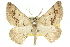  (Nearcha - 10ANIC-11519)  @16 [ ] CreativeCommons - Attribution (2010) CBG Photography Group Centre for Biodiversity Genomics