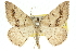  ( - 10ANIC-11520)  @16 [ ] CreativeCommons - Attribution (2010) CBG Photography Group Centre for Biodiversity Genomics