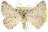  (Nearcha staurotis - 10ANIC-11521)  @11 [ ] CreativeCommons - Attribution (2010) CBG Photography Group Centre for Biodiversity Genomics