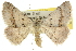  ( - 10ANIC-11522)  @11 [ ] CreativeCommons - Attribution (2010) CBG Photography Group Centre for Biodiversity Genomics