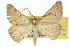  (Nearcha ophla - 10ANIC-11527)  @15 [ ] CreativeCommons - Attribution (2010) CBG Photography Group Centre for Biodiversity Genomics