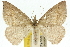  ( - 10ANIC-11529)  @14 [ ] CreativeCommons - Attribution (2010) CBG Photography Group Centre for Biodiversity Genomics