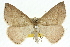  (Nearcha nullata - 10ANIC-11530)  @15 [ ] CreativeCommons - Attribution (2010) CBG Photography Group Centre for Biodiversity Genomics