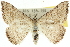  (Taxeotis epigypsa - 10ANIC-11542)  @15 [ ] CreativeCommons - Attribution (2010) CBG Photography Group Centre for Biodiversity Genomics