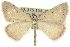  (Taxeotis xanthogramma - 10ANIC-11555)  @15 [ ] CreativeCommons - Attribution (2010) CBG Photography Group Centre for Biodiversity Genomics
