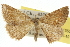  ( - 10ANIC-11560)  @11 [ ] CreativeCommons - Attribution (2010) CBG Photography Group Centre for Biodiversity Genomics
