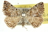  ( - 10ANIC-11576)  @11 [ ] CreativeCommons - Attribution (2010) CBG Photography Group Centre for Biodiversity Genomics