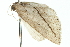  ( - 10ANIC-11587)  @12 [ ] CreativeCommons - Attribution (2010) CBG Photography Group Centre for Biodiversity Genomics