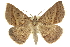  (Ecphyas - 10ANIC-11588)  @15 [ ] CreativeCommons - Attribution (2010) CBG Photography Group Centre for Biodiversity Genomics