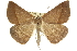  ( - 10ANIC-11589)  @15 [ ] CreativeCommons - Attribution (2010) CBG Photography Group Centre for Biodiversity Genomics