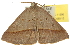  ( - 10ANIC-11590)  @14 [ ] CreativeCommons - Attribution (2010) CBG Photography Group Centre for Biodiversity Genomics