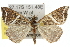  (Phrataria v-album - 10ANIC-11594)  @15 [ ] CreativeCommons - Attribution (2010) CBG Photography Group Centre for Biodiversity Genomics