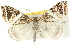  ( - 10ANIC-11597)  @11 [ ] CreativeCommons - Attribution (2010) CBG Photography Group Centre for Biodiversity Genomics