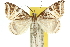  ( - 10ANIC-11598)  @11 [ ] CreativeCommons - Attribution (2010) CBG Photography Group Centre for Biodiversity Genomics