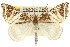  ( - 10ANIC-11599)  @11 [ ] CreativeCommons - Attribution (2010) CBG Photography Group Centre for Biodiversity Genomics