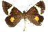  ( - 10ANIC-11605)  @15 [ ] CreativeCommons - Attribution (2010) CBG Photography Group Centre for Biodiversity Genomics