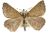  (Epidesmia sp. ANIC1 - 10ANIC-11610)  @15 [ ] CreativeCommons - Attribution (2010) CBG Photography Group Centre for Biodiversity Genomics