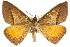  ( - 10ANIC-11612)  @11 [ ] CreativeCommons - Attribution (2010) CBG Photography Group Centre for Biodiversity Genomics