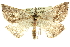  ( - 10ANIC-11618)  @13 [ ] CreativeCommons - Attribution (2010) CBG Photography Group Centre for Biodiversity Genomics
